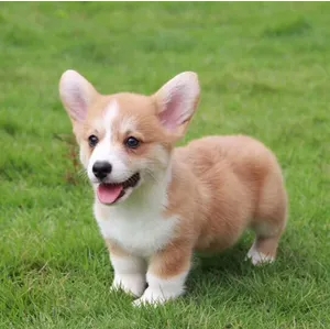 家养柯基幼犬出售