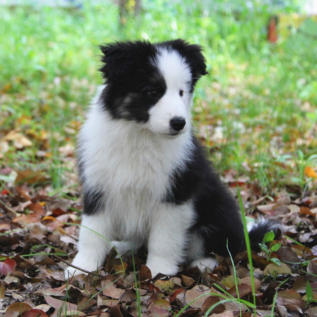 热销多只优秀的纯种比牧幼犬保障品质售后