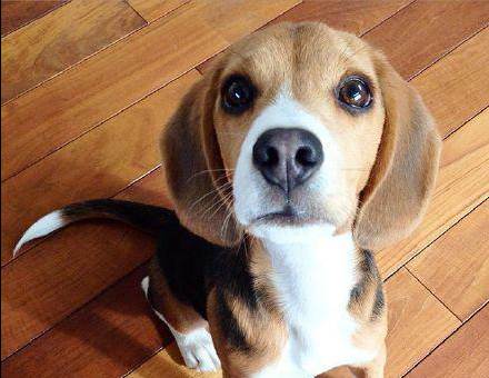 米格鲁猎兔犬比格犬 短毛犬 大眼睛可爱迷人